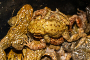 Crapaud commun photographié sur le crapaudrome de Malay le Grand