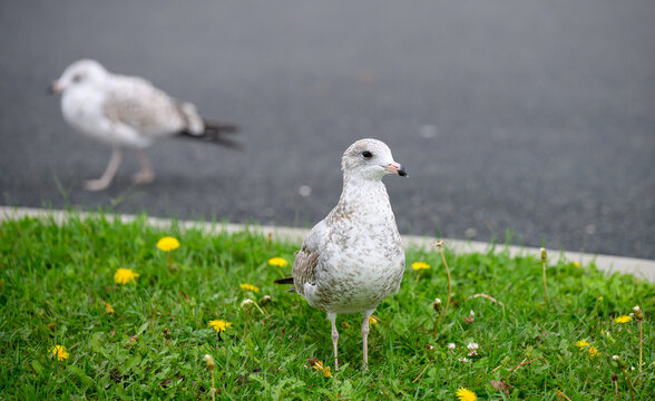 Ring-billed gull out for a walk