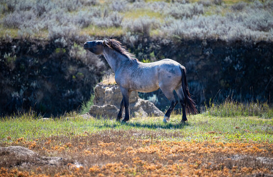 Wild Horse of Theodore Roosevelt National Park