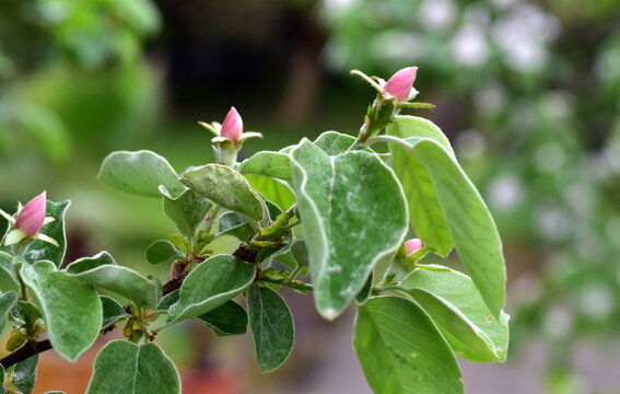 Rosa Knospen an einem Quittenbaum