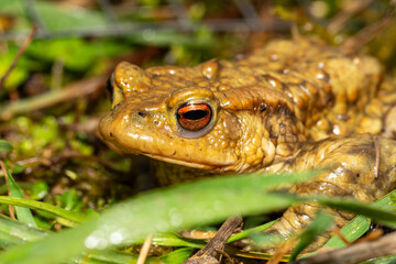 Crapaud commun photographié sur le crapaudrome de Malay le Grand