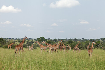Group of giraffes in Murchison Falls national park. A lot of giraffes in natural habitat. Day safari in Uganda. 