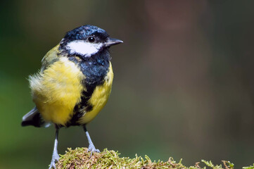 Great tit in forest
