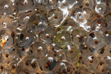 Œufs de grenouille agile (Rana dalmatina) dans l'eau en forêt