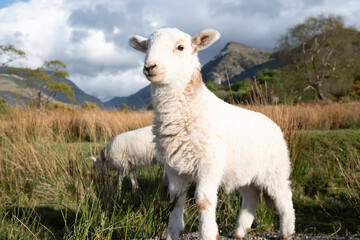 Cute Spring lamb standing proud in a field with green grass and reeds with trees and mountains in the background against a cloudy sky.