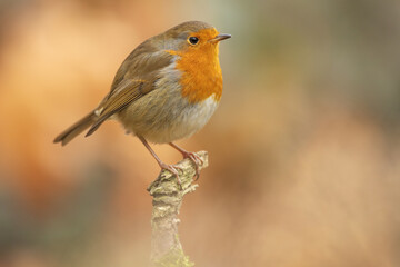 European robin perched on branch with clean background - wildlife close up
