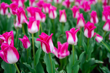 Close-up blooming soft pink and white tulip flowers at organic farm in Mansfield, Missouri, beautiful elegant long lasting Memphis Triumph Tulip variety, vibration bouquets and flower arrangement