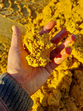 Grain bard waste DDGS being examined in a hand outdoors at a farm site