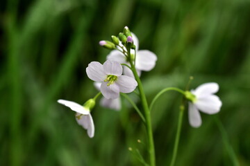 Wiesen-Schaumkraut Blüten und Knospen