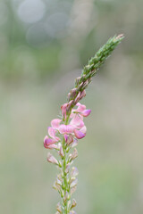 Portrait Of A Common Sainfoin Or Sativa (Onobrychis Viviifolia)
