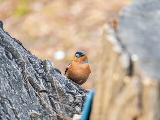 Common chaffinch, Fringilla coelebs, sits on a tree. Common chaffinch in wildlife.