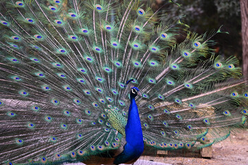 Obraz premium Peacock has a wonderful visual beauty with its colorful fluffy feathers.
