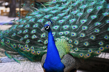 Obraz premium Peacock has a wonderful visual beauty with its colorful fluffy feathers.