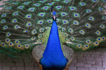 Obraz premium Peacock has a wonderful visual beauty with its colorful fluffy feathers.