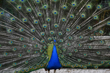 Obraz premium Peacock has a wonderful visual beauty with its colorful fluffy feathers.