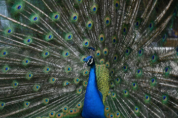Naklejka premium Peacock has a wonderful visual beauty with its colorful fluffy feathers.