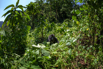 Group of gorillas in Mgahinga national park. Rare mountains gorillas in natural habitat. Boss of the gorillas family. 