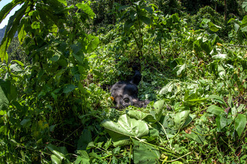 Group of gorillas in Mgahinga national park. Rare mountains gorillas in natural habitat. Boss of the gorillas family. 