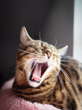 a bengal cat yawning showing teeth and tongue 