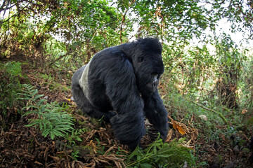 Group of gorillas in Mgahinga national park. Rare mountains gorillas in natural habitat. Boss of the gorillas family. 