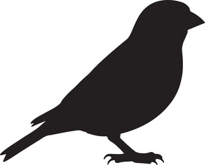 Greenfinch Silhouette on White Background