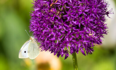 Profile of a Large White Butterfly Drinking from an Allium 