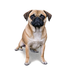 Obraz premium Puggle