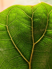 Detailed CloseUp of a Leaf in Vivid Green, Showcasing Its Intricate Veins and Unique Texture