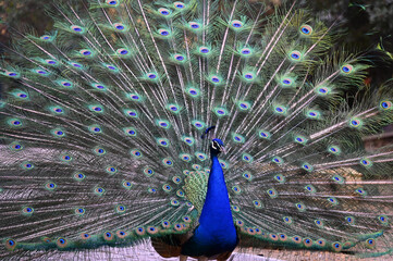 Obraz premium Peacock has a wonderful visual beauty with its colorful fluffy feathers.