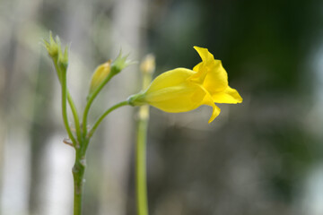 パキポディウム・ホロンベンセ