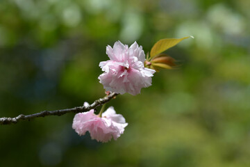 Obraz premium 八重桜