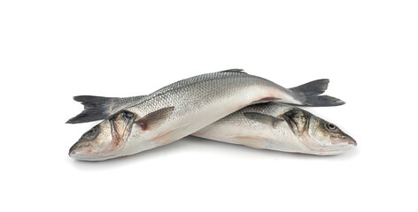 European seabass or Dicentrarchus labrax, whole raw labrax, branzino fish, European bass