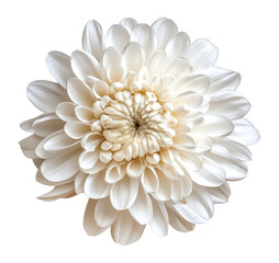PNG Chrysanthemum blossom flower white.