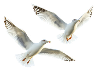 PNG Seagull Birds Flying Seagulls