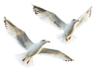 PNG Seagull birds flying seagulls photography waterfowl.
