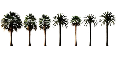 Obraz premium Difference of palm tree black bundle set isolated on white, white background