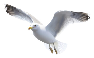 Obraz premium PNG Flock of seagull bird flying photography waterfowl wildlife.