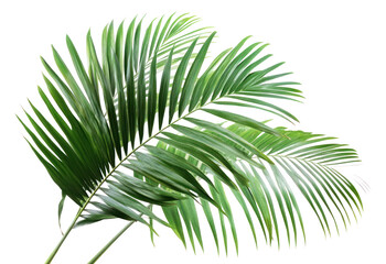 Obraz premium PNG Palm leaves leaf background plant.