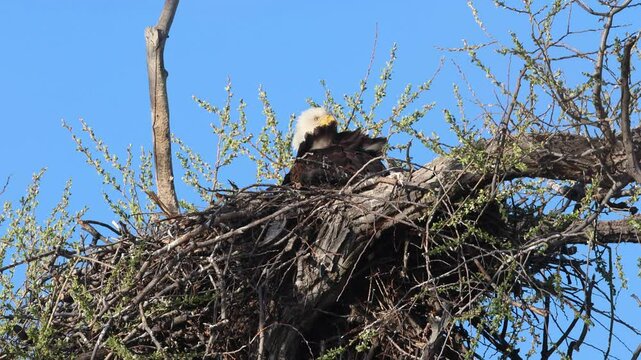 Bald eagle (Haliaeetus leucocephalus)  in its nest at Lower Klamath wildlife refuge, Siskiyou County, California on a windy morning.