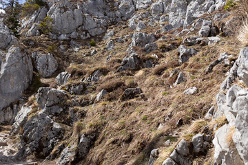 Beautiful view of mountain valley with tracks near Jenner mount in Berchtesgaden National Park, Upper Bavarian Alps, Germany, Europe. Beauty of nature concept background.