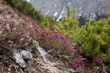 Blooming alpine flowers on a rocky slope with pine shrubs and mountain peaks in the background.