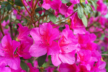 Blooming pink japan Azalea Ericaceae flowers, rhododendron flower macro, background. Evergreen...