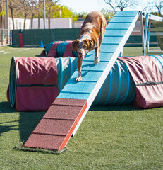 Dog walking down a-frame on agility course