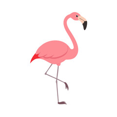 Flamingo: The Elegant Pink Wader