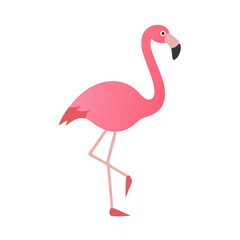 Flamingo: The Elegant Pink Wader