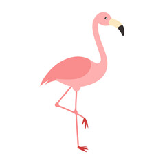 Flamingo: The Elegant Pink Wader