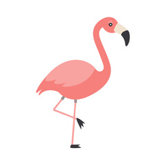 Flamingo: The Elegant Pink Wader
