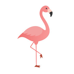 Flamingo: The Elegant Pink Wader