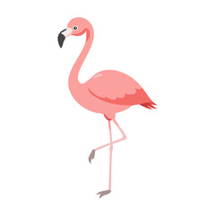 Flamingo: The Elegant Pink Wader