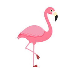 Flamingo: The Elegant Pink Wader
